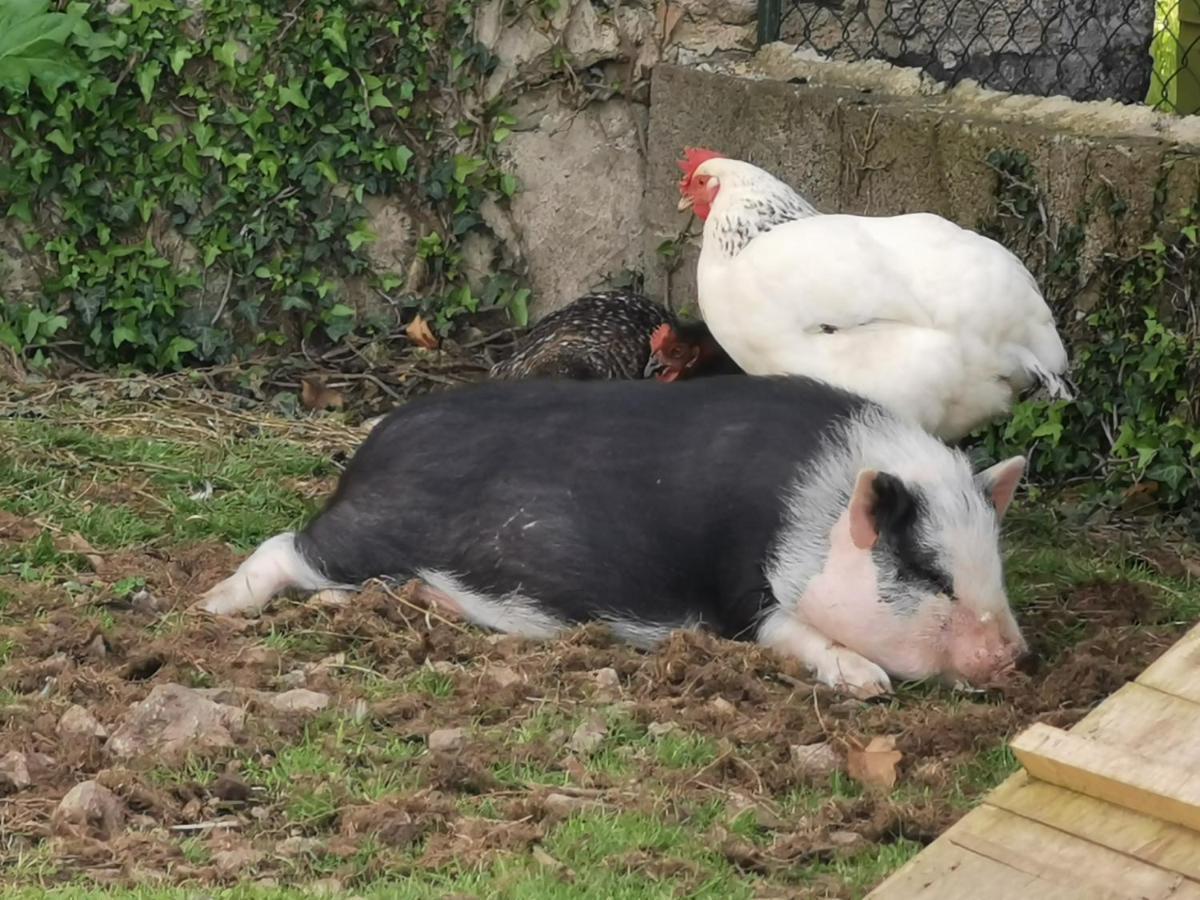 Au Domaine De Gigie Bed & Breakfast Chervettes Dış mekan fotoğraf